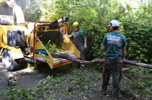 tree services Atlantic Beach